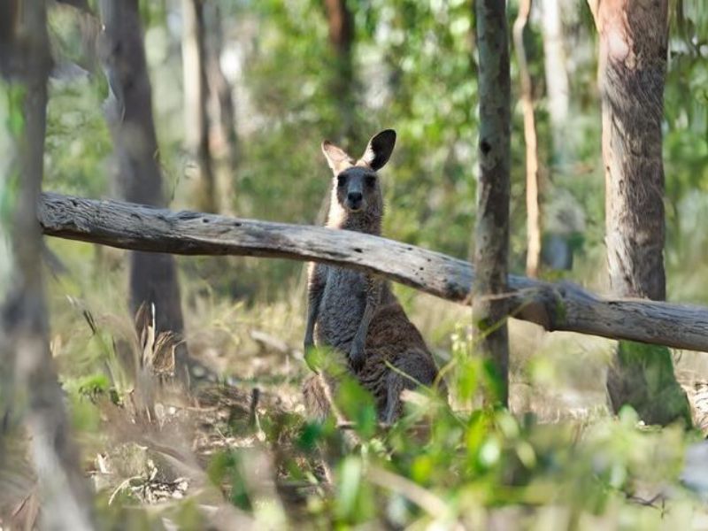 australia wild side